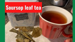 Dried Soursop Leaves Black <b>Tea</b> Organic Natural Health 50g Dry Storage Premium Quality Traditional Recipe - Product Image 4