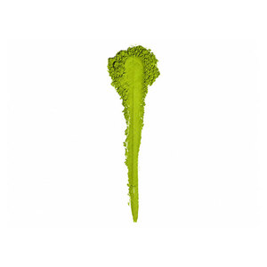 Té Verde Japonés Matcha en Polvo, Mezcla Yame Kagoshima Saemidori Asatsuyu TBT-2, Primera Cosecha, 2 kg a Granel, Calidad Única al Mejor Precio - Product Image 2