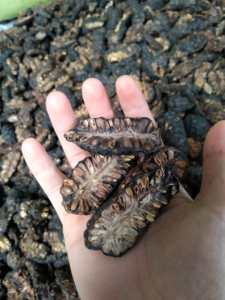 Rodajas de Noni Deshidratadas para Procesamiento de Bebidas, Empaque Minorista y Distribución Mayorista - Product Image 3