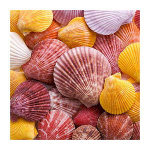 Coquilles de palourde entières écologiques de haute qualité, les plus vendues, durables, en vrac, pour la décoration et l'aménagement paysager - Product Image 1
