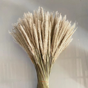 Hierba de Césped Seca Natural de Tailandia, Flor Seca para Decoración Floral, Arreglos de Ramos - Product Image 1