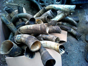 Bol à mâcher pour chien de grande taille de qualité supérieure en corne de buffle d'eau, directement de l'usine de corne d'agneau de premier plan en Inde - Product Image 4