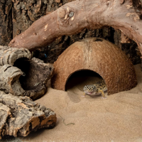 Abri Naturel en Noix de Coco pour Reptiles, Grotte de Reproduction pour Lézards, Araignées et Poissons d'Aquarium, Maison en Noix de Coco Naturelle du Vietnam