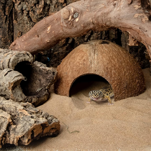 ที่หลบภัยจากมะพร้าวธรรมชาติสำหรับสัตว์เลื้อยคลาน ตุ๊กแก แมงมุม และปลาในตู้ปลา ถ้ำหลบภัยจากมะพร้าวธรรมชาติ บ้านมะพร้าวจากธรรมชาติจากเวียดนาม - Product Image 6