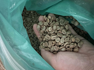 Granos de Café Verde Vietnamita Arábica THA1, Proceso Honey, Cau Dat Lam Dong, Vietnam, 100% Grado Premium, Nueva Cosecha, Gaia - Product Image 5