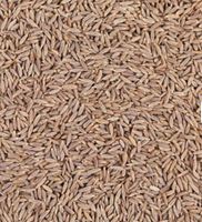 Graines de cumin indien naturel de haute qualité (Jeera) utilisées pour la cuisson, le broyage et le mélange - G GROW AGRI INTERNATIONAL - Durée de conservation de 12 mois