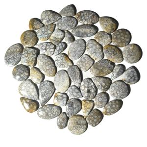 Piedras de Coral Natural de Alta Calidad al por Mayor para la Fabricación de Joyas, Forma Mixta, 20-45 mm, 8-12 g, Certificadas por Terceros - Product Image 3