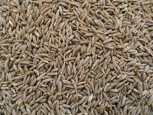 Venta al por Mayor de Semillas de Comino Frescas, Semillas de Comino Naturales Premium Seleccionadas y Empacadas con Cuidado para Exportación Global - Product Image 3
