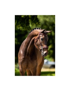 Bridon pour cheval en cuir véritable, artisanal et durable, avec rênes, pour l'équitation de trail et de course, offrant un ajustement confortable. - Product Image 2