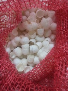 Vente Silkworm Cocoon Naturel Eco Matériel Blanc Fibre Brute Pour La Filature Soie Blanc Silkworm Cocoon Pour La Beauté De La Peau Du Vietnam - Product Image 5