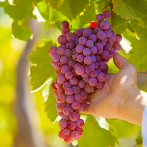 Raisins rouges frais de qualité supérieure, de saison, de type <span class=keywords><strong>Globe</strong></span> Garape, doux, d'Égypte, Crimson Shine, sans pépins, à vendre - Product Image 5