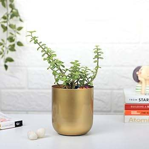 Juego de 2 Macetas de Metal con Recubrimiento Dorado, Diseño Simple, Nuevas Macetas Metálicas para Decoración de Jardín, Macetas con Recubrimiento Dorado de Aspecto Moderno - Product Image 3
