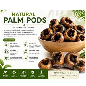 AQUA VRIKSHA Cápsulas de Palma Naturales para Acuarios, Peceras de Betta, Peceras de Camarones y Acuapaisajismo |   Paquete de 2 - Product Image 1