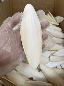 มีจำหน่าย |   กระดูกปลาหมึกคุณภาพสูง แคลเซียมจากกระดูกปลาหมึกอบแห้ง อาหารสำหรับนกแก้ว จากบลูโลตัส เวียดนาม - Product Image 4