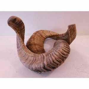 Cuerno de cabra y oveja auténtico Kosher, Shofar de carnero de Israel, afinado naturalmente, probado, tradicional, Rambam AL MALIK CRAFT - Product Image 4