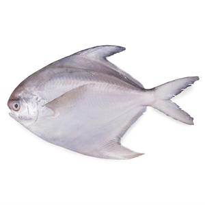 Low price white silver pomfret fish high quality fish portions prepared for <b>large</b> volume shipment and fast delivery - Product Image 6