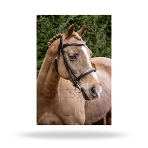 Bridon anglais CAVESSON taille standard pour l'entraînement des chevaux - Product Image 5