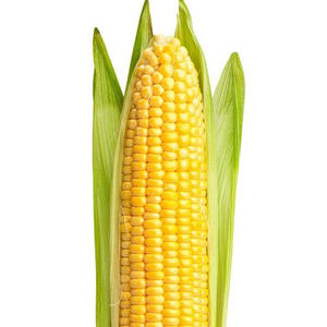 Maïs jaune sec à bon prix pour l'alimentation humaine et animale – Vente en gros de maïs jaune sec propre / Maïs jaune séché à vendre - Product Image 5