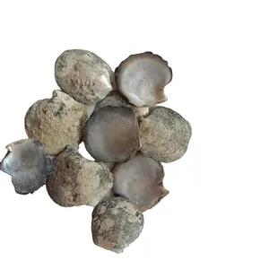 custom made natural mother of pearl shells for medicinal and research purposes available in mixed assorted sizes