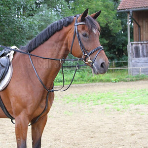 Martingala para Caballos de Bajo Precio, Construcción Duradera, Diseñada para Comodidad y Soporte Confiable - Product Image 2