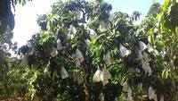 Tropische verse mango, zoet en sappig fruit, groothandel, hoge kwaliteit uit Vietnam, beste exportkwaliteit, 99 Gold Data Brand, graad 12-16cm