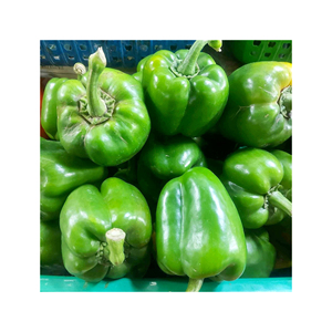 พริกหยวกเขียวคุณภาพสูง คัดสรรจากฟาร์มที่เชื่อถือได้ สำหรับตลาดส่งออก บริการอาหาร และการจัดจำหน่ายปลีก - Product Image 5