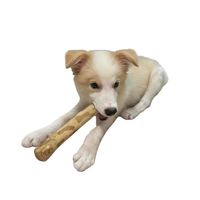 Bâton à mâcher pour chien en bois de Java de qualité supérieure, sûr pour les animaux de compagnie, prêt à l'exportation, fournisseur du Vietnam avec emballage en boîte cartonnée