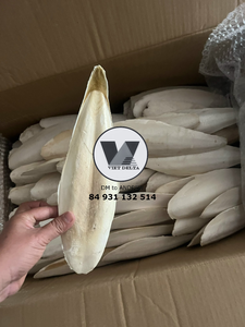 Hueso de Sepia Natural de 6cm o más, el Más Vendido, para Aves, Loros, Juguete Masticable para Animales, Venta al por Mayor - Product Image 5