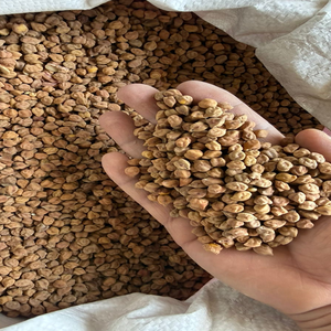 Garbanzos Negros de Primera Calidad (Chickpeas Desi), Alimento Rico en Proteínas Naturales, Legumbres de Grado Alimenticio para Consumo Humano, a Granel, 18 Meses de Duración - Product Image 5