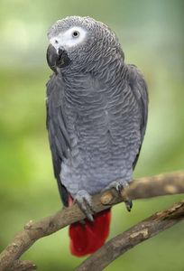 นกแก้วแอฟริกันเกรย์ นกมีชีวิตสำหรับการเพาะพันธุ์สัตว์ปีก ตู้นกประดับ และจำหน่ายส่ง - Product Image 4