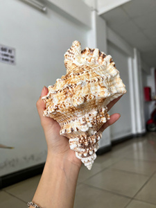 Vietnam Factory Triton’s Trumpet Shell Large Natural Sea Shell Decorative Craft Bulk Manufacturer Export - Product Image 2