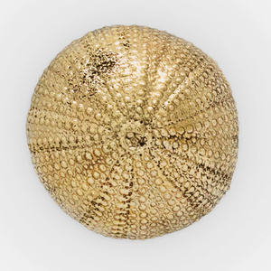 Urchin Cabinet <b>Knob</b> Coastal Style Round <b>Brass</b> <b>Knobs</b> - Product Image 1