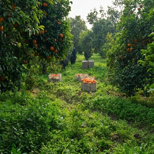 Concentrado de Jugo de Mandarina Kinnow Congelado, 100% Natural, Extracto de Cítricos Puro, Recién Exprimido, 60 Brix |   Suministro al por Mayor de Alta Calidad 1 - Product Image 3