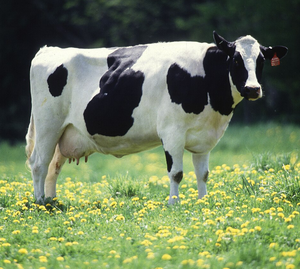 Vaches laitières Holstein de haute qualité pour l'approvisionnement en bétail en gros et l'agriculture commerciale - Product Image 3