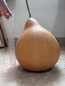 Gourdes séchées écologiques Vietchoice pour instruments de percussion et de musique folklorique, taille personnalisée, forme naturelle, artisanat - Product Image 6
