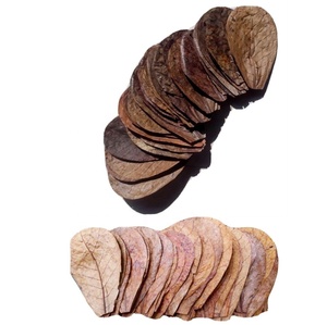 Betta Poisson Crevettes Indien Amande Séchées Terminalia Catappa Feuilles En Vrac En Gros Aquarium Accessoires Feuilles Saines Pour Poisson - Product Image 2
