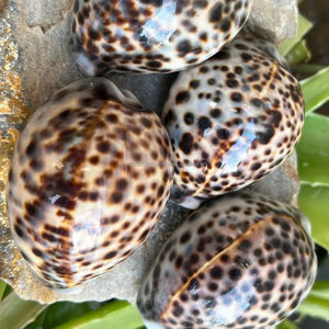 Proveedor de conchas de tigre de Vietnam - Tamaño 7–10 cm Disponible al por mayor - Product Image 2