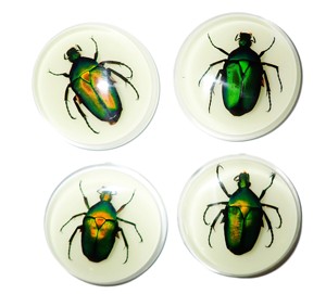 Cabujón de Plástico Redondo de 38.5x38.5 mm con Diseño de Escarabajo Chafer Verde, Base Plana Brillante para Manualidades y Joyería - Product Image 4