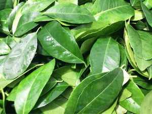 ใบมะนาวแช่แข็งจากเวียดนามส่งออก - Product Image 5