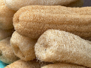 Vietnam Natural Loofah Sponge Body Scrubber Luffa Bath Sponge for Shower Exfoliating and Eco Friendly Personal Care - Product Image 6