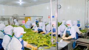 Aloe Vera tập trung với bột giấy 10 kg nước trái cây cơ sở vinut 1 túi Túi OEM ODM nhãn hiệu riêng mẫu miễn phí Việt Nam nhà máy bán buôn - Product Image 2