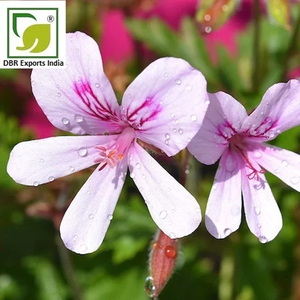 Huile de géranium rosat de qualité supérieure, prix compétitif pour les soins personnels, les cosmétiques et la parfumerie - Product Image 1
