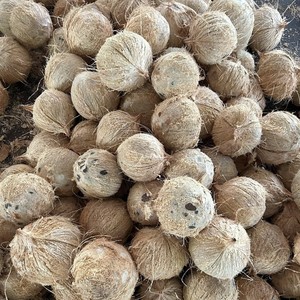 มะพร้าวปอกเปลือกเกรดส่งออก (Coco seco descascado, Cocco secco) สำหรับผู้ซื้อนำเข้า (WA +84914319488) - Product Image 5