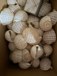 Coquille de Thun Tacheté du Vietnam, sélectionnée, 10-13 cm, Trésor Marin pour Décoration Nautique, Artisanat Marin, Collection d'Aquarium - Product Image 3