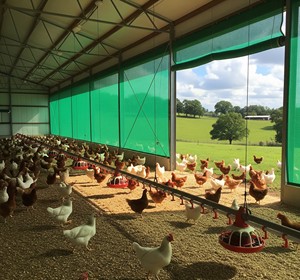 Malla de Sombra Agrícola FORTUNE AGRO NET, Material 100% HDPE Puro, 3 Años de Duración, Protección de Cultivos y Vegetales Contra Daños Solares, Cinta X - Product Image 5