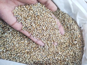 Millet entier indien séché, riche en protéines, non glutineux, pour l'alimentation animale – Fournisseur et exportateur en gros de graines - Product Image 2