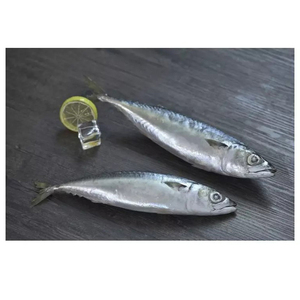 ปลาทูน่าหางยาวแช่แข็งทั้งตัว - Product Image 3