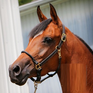 Calidad de lujo Inglés Saddle Horse Halter Cómoda brida acolchada de cuero genuino al mejor precio Material de cuero - Product Image 1