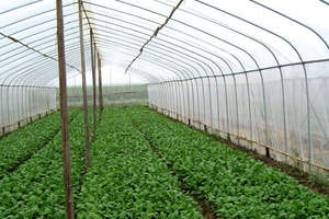 Greenhouse Insect Protection <b>Plastic</b> Net Agro <b>Mesh</b> Tunnel Cover with Cutting Service - Product Image 3