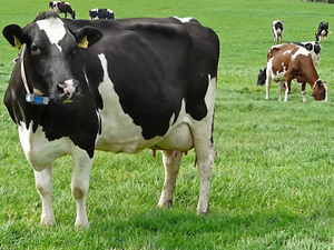 Vache laitière Holstein de qualité supérieure pour la vente en gros et l'élevage laitier commercial - Product Image 6